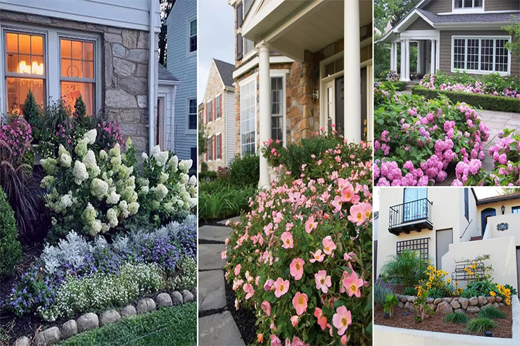Best Annuals for the Front of Your House