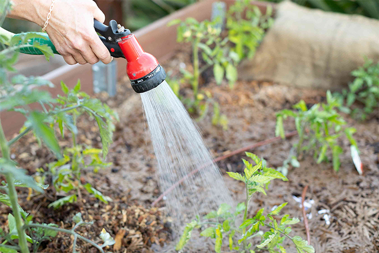 Why Watering Your Garden with Rainwater Is Beneficial.