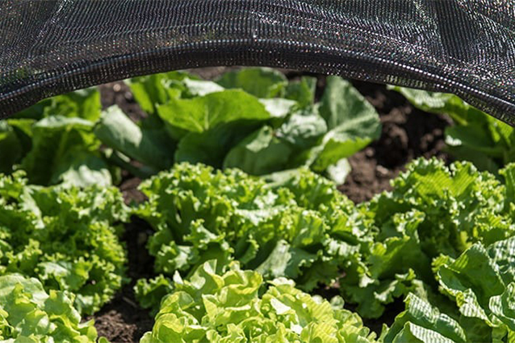 Why Cultivating One's Own Salad Greens Is Beneficial.