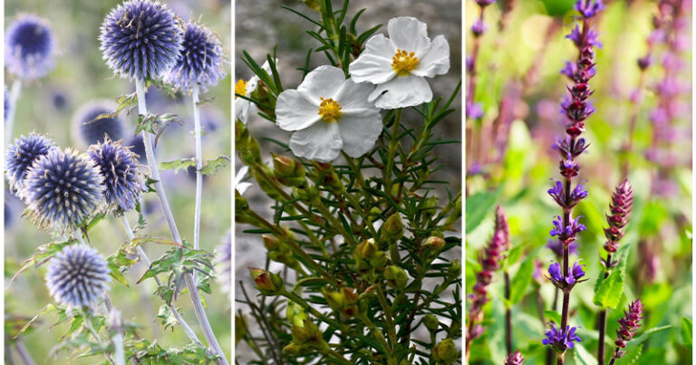 The Top Plants for a Garden That Can Withstand Drought.