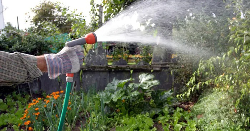 Why Watering Your Garden with Rainwater Is Beneficial.