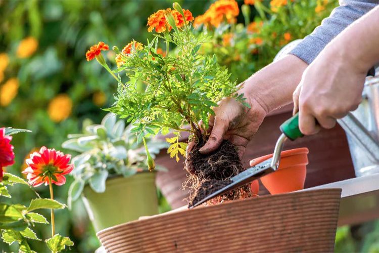 The Top Plants for a Garden That Can Withstand Drought.